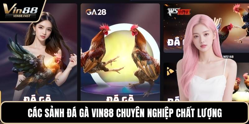 Các sảnh đá gà VIN88 chuyên nghiệp chất lượng