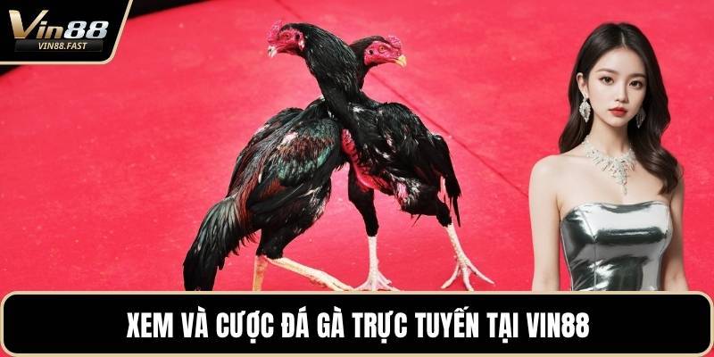 Xem và cược đá gà trực tuyến tại VIN88